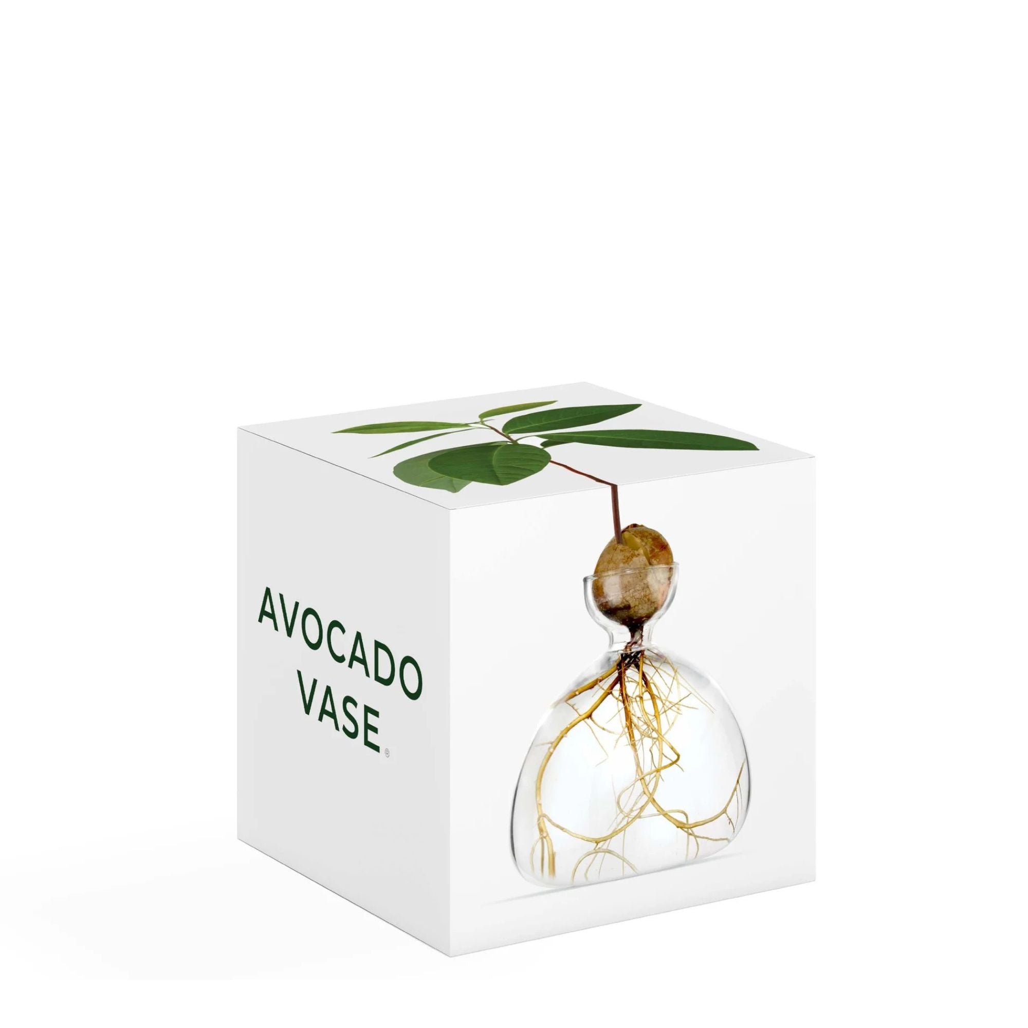 مزهرية أفوكادو شفافة