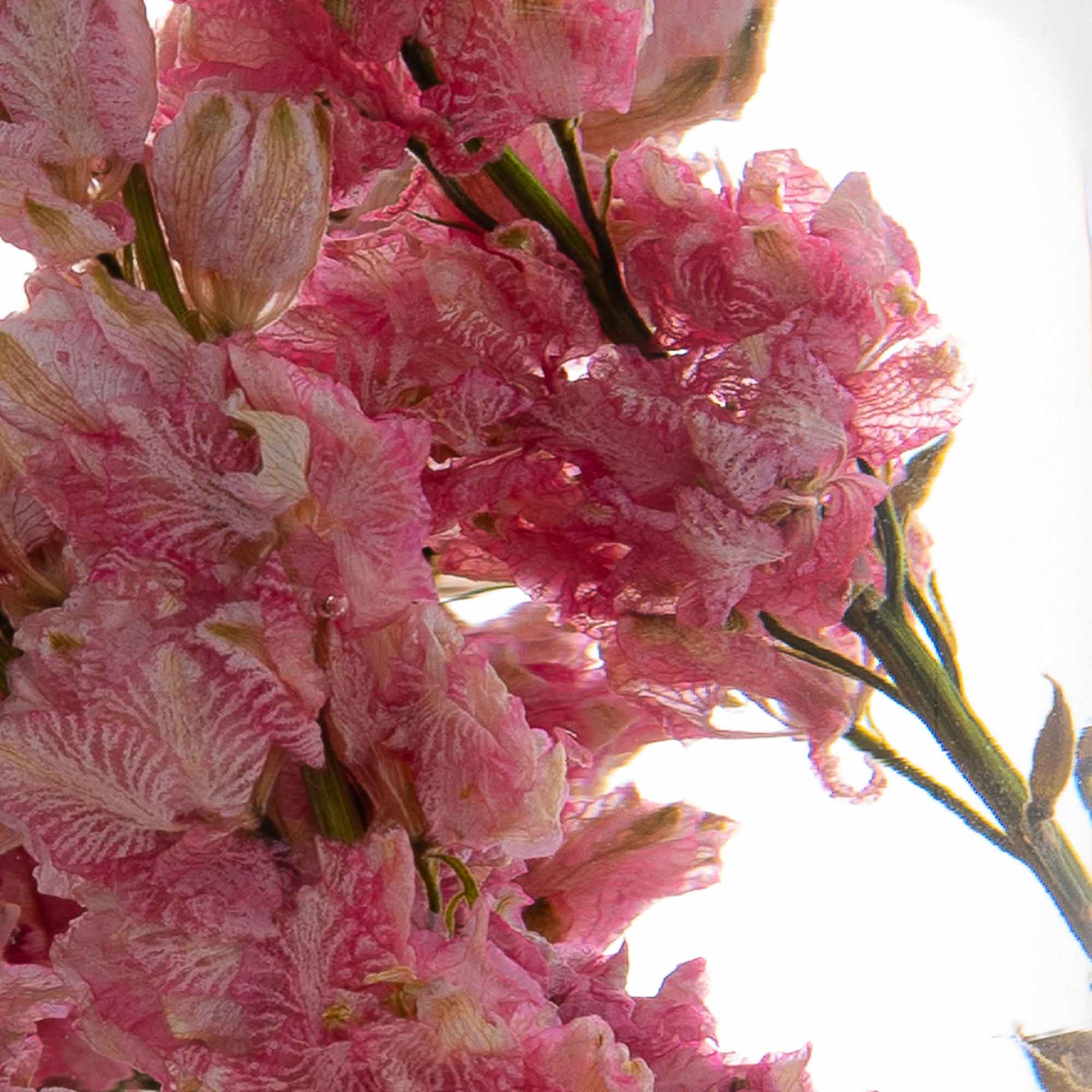 _lifestyle_M_lifestyle_e_lifestyle_d_lifestyle_i_lifestyle_u_lifestyle_m_lifestyle_%_lifestyle_2_lifestyle_0_lifestyle_P_lifestyle_i_lifestyle_e_lifestyle_c_lifestyle_e_lifestyle_s_lifestyle_%_lifestyle_2_lifestyle_0_lifestyle_o_lifestyle_f_lifestyle_%_lifestyle_2_lifestyle_0_lifestyle_T_lifestyle_i_lifestyle_m_lifestyle_e_lifestyle_%_lifestyle_2_lifestyle_0_lifestyle_-_lifestyle_%_lifestyle_2_lifestyle_0_lifestyle_P_lifestyle_i_lifestyle_n_lifestyle_k_lifestyle_%_lifestyle_2_lifestyle_0_lifestyle_D_lifestyle_e_lifestyle_l_lifestyle_p_lifestyle_h_lifestyle_i_lifestyle_n_lifestyle_i_lifestyle_u_lifestyle_m_lifestyle_ _lifestyle_i_lifestyle_m_lifestyle_a_lifestyle_g_lifestyle_e_lifestyle_ _lifestyle_8_lifestyle_ _lifestyle___lifestyle_l_lifestyle_i_lifestyle_f_lifestyle_e_lifestyle_s_lifestyle_t_lifestyle_y_lifestyle_l_lifestyle_e_lifestyle___lifestyle_