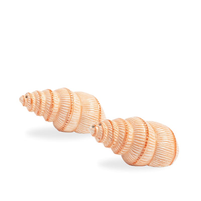 Salt & Pepper Shell Set